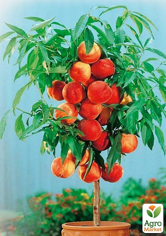 Эксклюзив! Персик колоновидный желто-красный "Тотем садовода" (Totem gardener) (премиальный летний крупноплодный сорт)