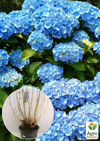 LMTD Гортензія macrophylla "Double Blue" 5-річна (висота 45-75см)