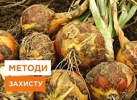 Цибулева муха: як боротися - корисні статті про садівництво від Agro-Market