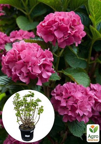 LMTD Гортензия macrophylla "Sibilla" 5-и летняя (высота 75-95см)