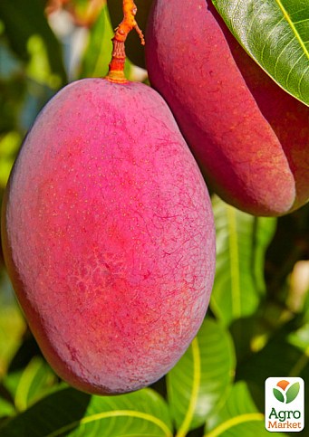 Манго (Mangifera indica)