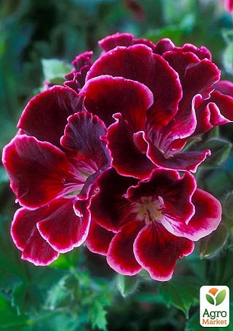 Пеларгонія Королівська Aristo "Red Beauty" (контейнер № 10, висота 10-20 см)