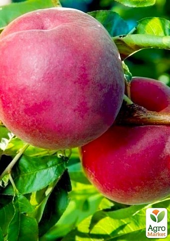 Персик «Глорія» (літній сорт, пізній термін дозрівання)