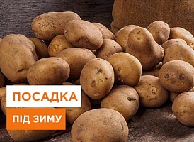 Особливості посадки картоплі під зиму - корисні статті про садівництво від Agro-Market