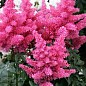 Астильба "Gloria Purpurea" 1шт
