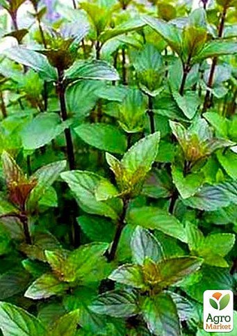 Мята Шоколадная "Mentha Chocolate" (контейнер Р9) - фото 3