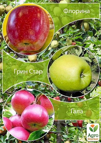 Дерево-сад Яблоня "Грин Стар+Гала+Флорина" 