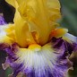 Ирис бородатый крупноцветковый "Rainbow High"