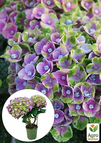 Гортензія крупнолистна 2-х річна "Magical Amethyst" висота саджанця 20-40см