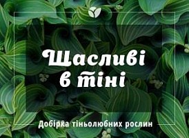 Які рослини люблять тінь і ростуть під деревами? - корисні статті про садівництво від Agro-Market