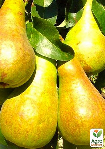 Ексклюзив! Груша сонячного кольору "Медова насолода" (Honey pleasure) (преміальний, високоврожайний, соковитий сорт)