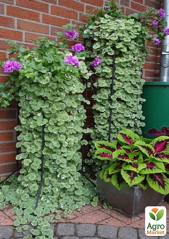 Будра ампельная "Variegata"
