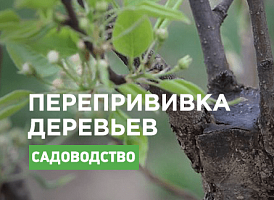 Перещеплення плодових дерев - Agro-Market