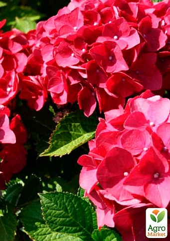 Гортензия крупнолистная красная "Красная красавица" (Red beauty) - фото 2