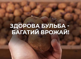 Що робити, якщо насіннєва картопля зіпсувалася | Agro-market