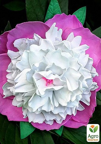 Півонія "Біло-рожевий шедевр" ТМ "Vesna Exclusive" 3шт - фото 2