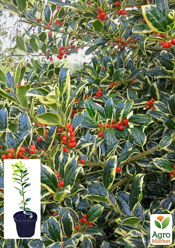 Падуб альтакларенский 3-х летний "Бельгика Ауреа"(Ilex x altaclerensis "Belgica Aurea") С2, высота 35-60см