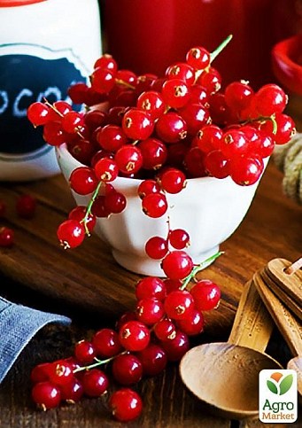 Смородина красная "Улюблена" (средний срок созревания, высокоурожайный сорт)