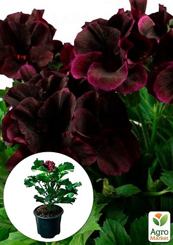 Пеларгонія Королівська Aristo "Black Velvet" (контейнер № 10, висота 10-20 см)
