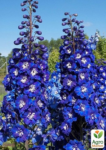 Дельфініум махровий "Blue Bird"