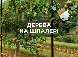 Дерева на шпалері: особливості вирощування та формування | Agro-market