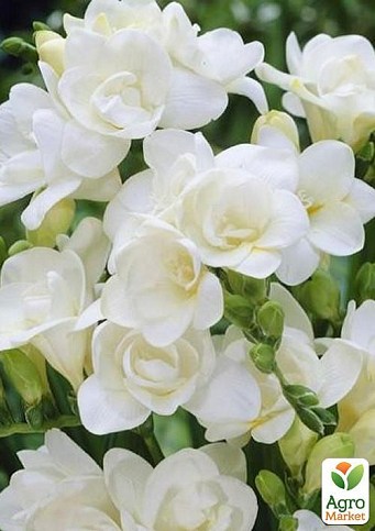 Фрезія махрова "White" 5шт в упаковці
