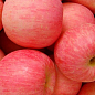 Яблуня "Фуджі" (зимовий сорт, пізній термін дозрівання) цена