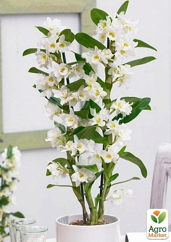 Дендробиум благородный (Dendrobium nobile) "White"