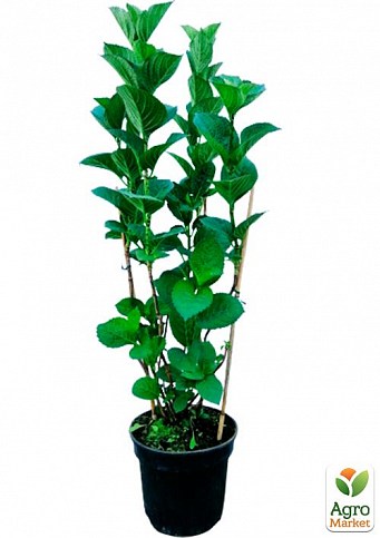 Гортензія крупнолиста 4-річна "Magical Ruby Tuesday" (60-80см) - фото 4