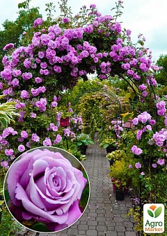 Ексклюзив! Троянда плетиста пурпурно-рожева "Ван Лав" (One Love) (саджанець класу АА +, преміальний ароматний сорт)1