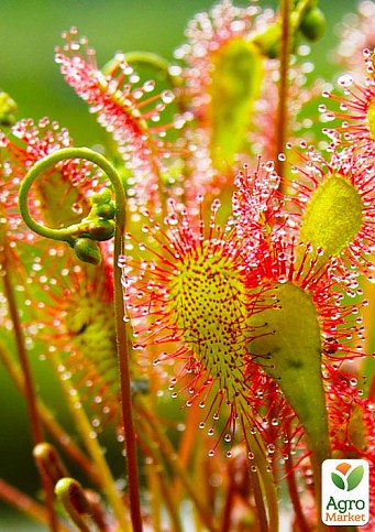 Росичка (Drosera)