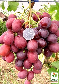 Виноград "Дюжина" (раннеспелый, урожайность до 100 кг с куста)1