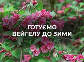 Догляд за вейгелою восени - корисні статті про садівництво від Agro-Market