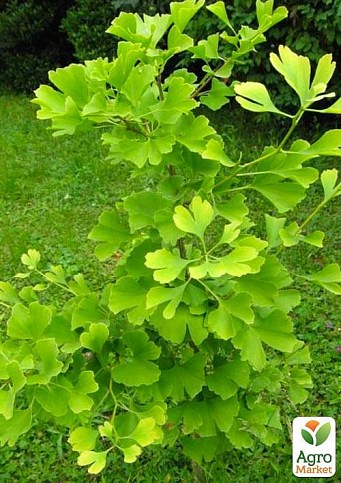 Эксклюзив! Гинкго билоба с блестящей листвой "Доктор Мэдисон" (Doctor Madison) (премиальный, морозостойкий сорт) - фото 2