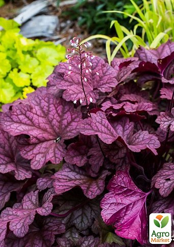 Гейхера (Heuchera) "Berry Smoothie" 