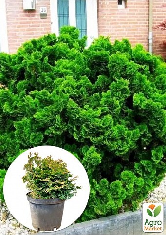 Кипарисовик 4-х летний Обтуза "Nana Gracilis"вазон С2 диаметр15-20 см