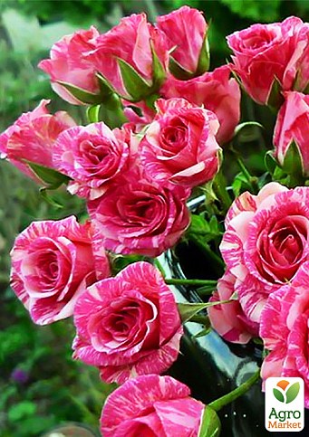 Роза мелкоцветковая (спрей) "Flash Pink" (саженец класса АА+) высший сорт NEW