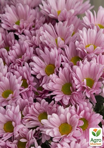 Хризантема Садова "Pink Chamomile" (висота 30-50см)