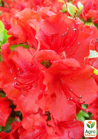 Азалия 2-х летняя японская "Rubinetta" С2 высота 20-50см - фото 3