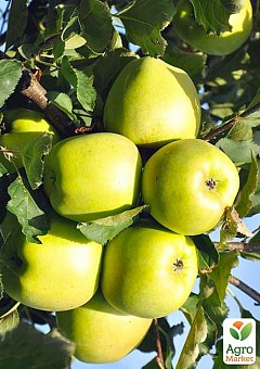 Ексклюзив! Яблуня зелена "Нікогрін" (Nikogrin) (преміальний зимовий сорт, бельгійська селекції)1