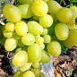 Виноград "Принцеса" (кишмиш, середній термін дозрівання, має тривалий термін зберігання ягід)