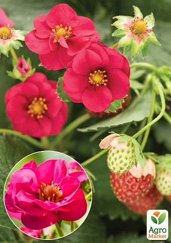 Полуниця Ампельна Махровоцвітуча «Summer Breeze Rose» (ремонтантний ранній сорт)