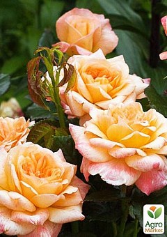 Роза английская "Сэр Ланселот" (саженец класса АА+) высший сорт17