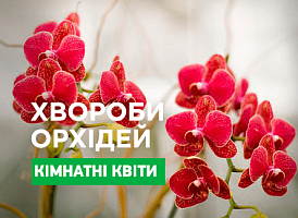 Основні хвороби орхідей - корисні статті про садівництво від Agro-Market