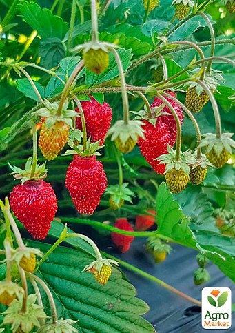 Суниця "Регіна" Касетна Розсада (ремонтантний сорт, фермерське вирощування) - фото 2