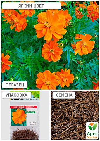 Космея Оранжевая (Зипер) ТМ "Весна" 1г