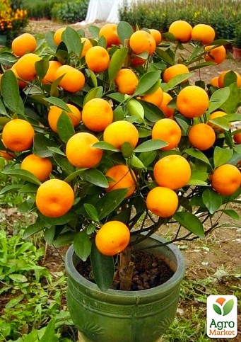 Эксклюзив! Мандарин насыщенно оранжевый  "Мигающие огни" (Flashing Lights) (премиальный сорт, плоды сладкие без кислинки)