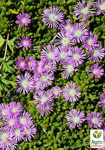 Делосперма (квітучий сукулент) "Sundella Lavender"