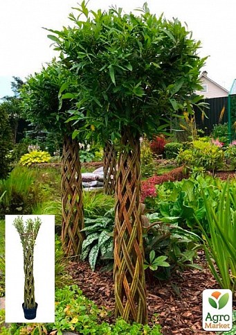 Ива плетеная "Американка гигантская" Salix americana (высота 0,8-1,2м) вазон С2
