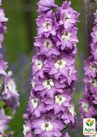 Дельфиниум махровый "Lavender White Bee"